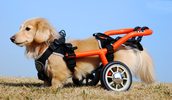 中型犬】犬用車椅子犬 - 犬