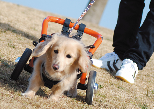 犬用車いす