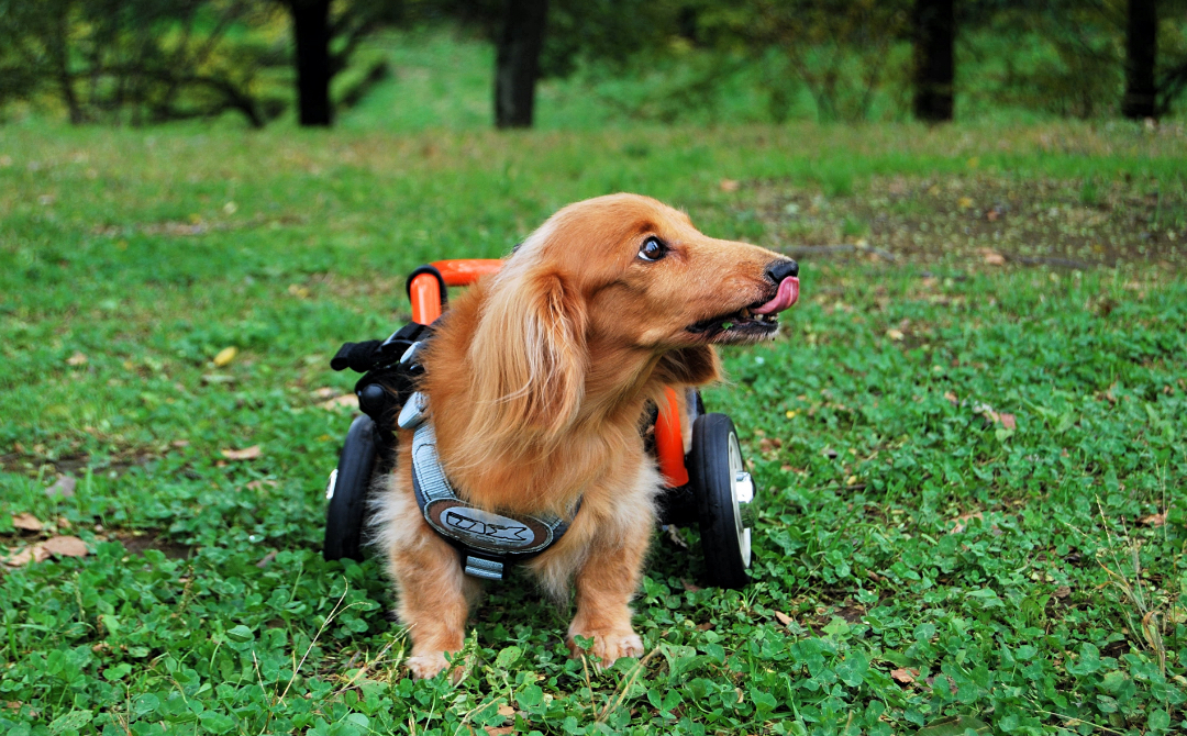 モビリティ・その他（犬用車いす・自転車・他） | オーエックス ...