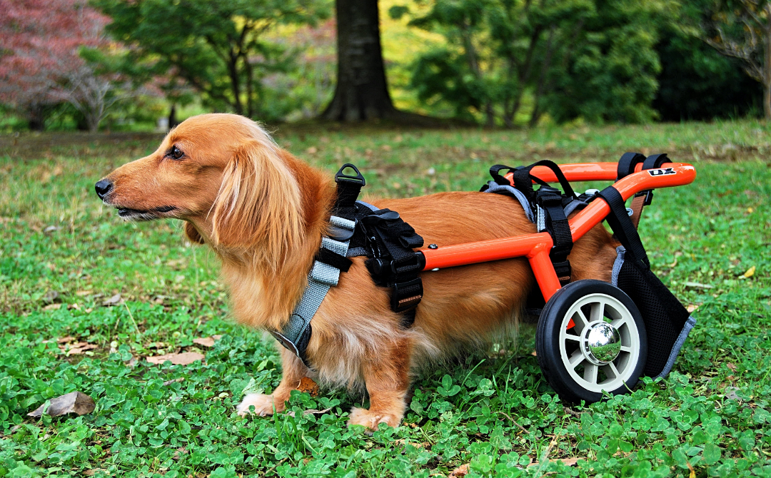 モビリティ・その他（犬用車いす・自転車・他） | オーエックス ...