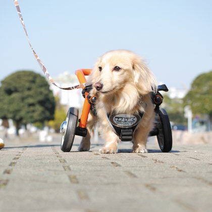 モビリティ・その他（犬用車いす・自転車・他） | オーエックス ...